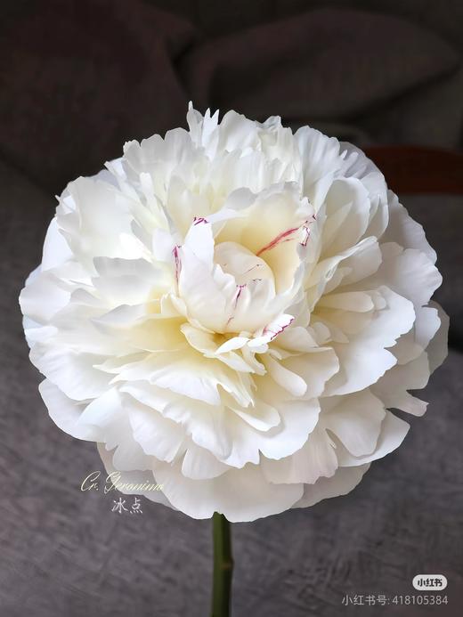 冰点芍药5支 商品图2
