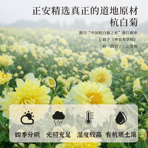 正安 浙江桐乡杭白菊  只取头茬花 朵大香甜润爽 轻松拿下火气 优质原材 60g/罐 商品图4