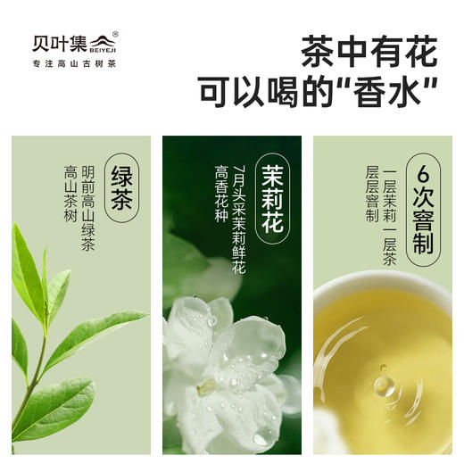 贝叶集茉莉花茶冷泡茶川派茉莉飘雪绿茶浓香型茶叶自己喝官方正品 商品图4