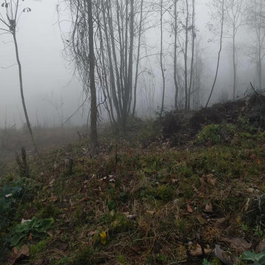 生态藏当归 | 野放无农残 商品图4