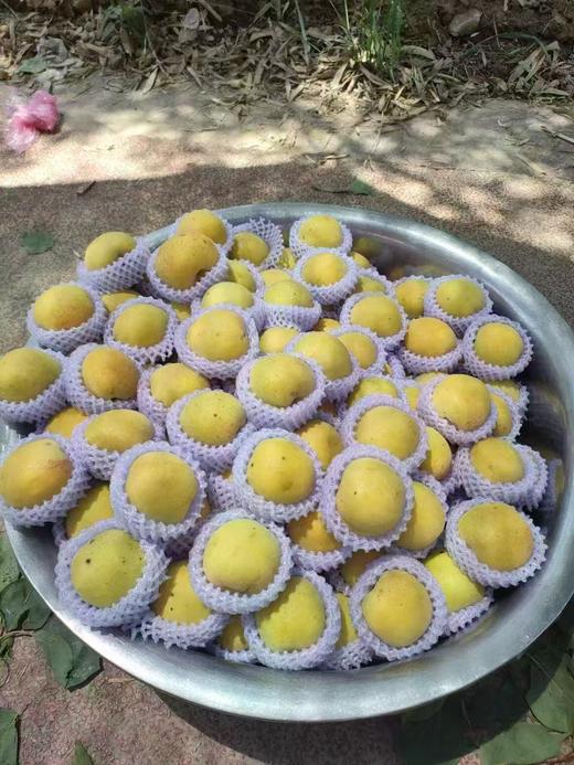 华胥大银杏 果香浓郁 肉质柔软、汁液香甜 顺丰包邮 商品图4