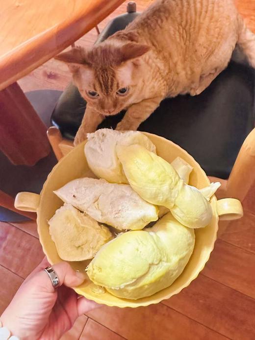 「榴莲忘返！」泰国托曼尼榴莲丨软糯香甜•最接近猫山的口感｜甲伦｜金枕 按果期上架 好饱满好甜 txa 商品图10