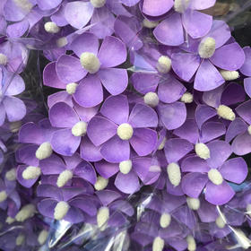 紫罗兰.紫色（干花）