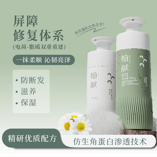 植献氨基酸洗发水——无硅油持久控油去屑止痒净屑蓬松防断发 商品图3