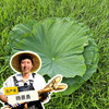 生态鲜荷叶 | 合作生产* Ecological fresh lotus leaves | Partner Production 商品缩略图0