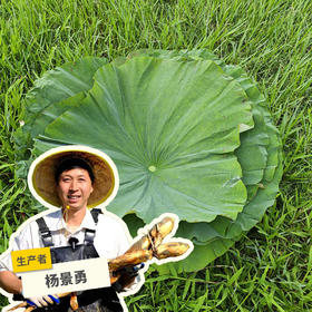 生态鲜荷叶 | 合作生产* Ecological fresh lotus leaves | Partner Production