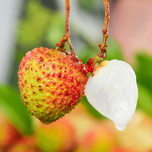 当季现摘新鲜荔枝3斤装（单果约18g） 商品图2