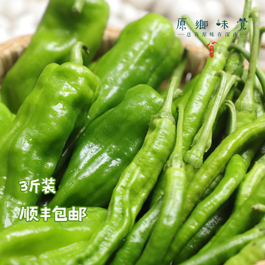 生态青椒/二荆条辣椒/牛角椒（农场直发-顺丰包邮）｜ 成都郫都区基地【原乡农场，自产自销】 商品图3