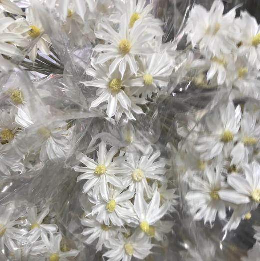 文心兰.（干花） 商品图0