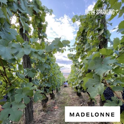 香槟区静态干红 ·  Geoffroy Cumières Rouge "Madelonne" 2021 - Pinot Noir 酒福华黑皮诺干红葡萄酒 2021 商品图1