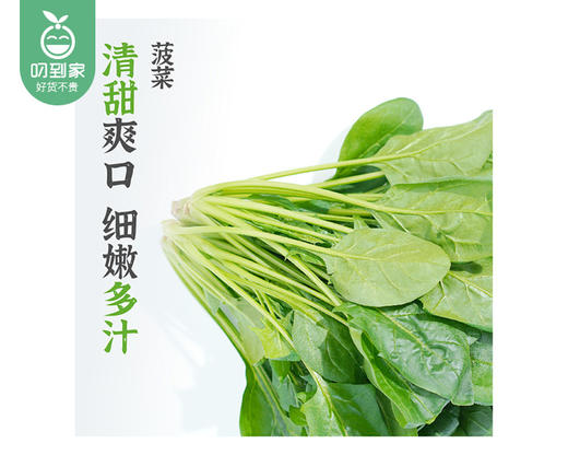 【叼鲜蔬】中科三安嫩叶菠菜/1份（约200g） 商品图1
