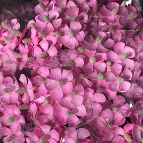 紫罗兰.粉色（干花）
