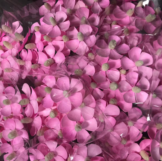 紫罗兰.粉色（干花） 商品图0