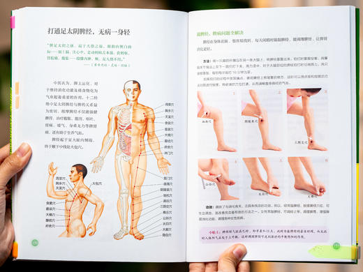 【有声版】《家庭养生指南全书（黄帝内经×本草纲目）》（全4册）| 医学博士、药理专家权威解读中医典籍，传统食养+穴位调养+滋补名方，随翻、随查、随听、随读，人人都能看得懂、用得上 商品图6