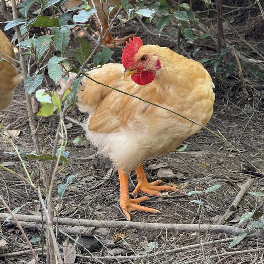 散养竹香生态童子鸡（鲜香） 商品图1