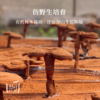 【昀蓉时光·安徽金寨灵芝片】 50g/罐 有机认证，珍贵的“云朵冠”切片，仿野生培育，煲汤煮茶，汤醇味甘 商品缩略图5