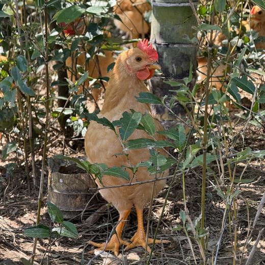 散养竹香生态童子鸡（鲜香） 商品图2