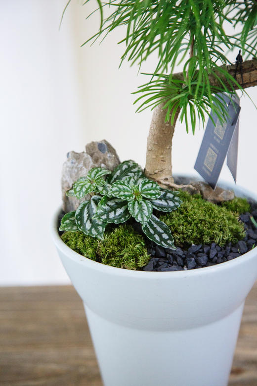 灰色盆金钱松 商品图2