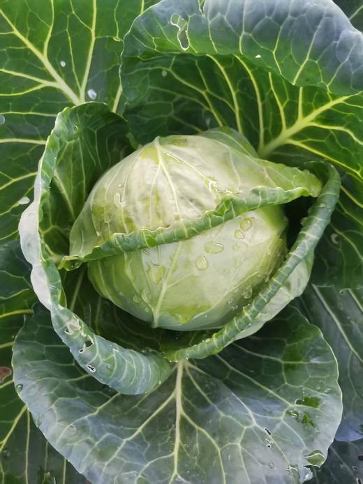 圆包菜（7-8两/个） 商品图0