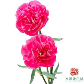 多头康乃馨 弗洛伊德