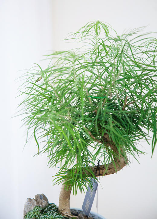 灰色盆金钱松 商品图1