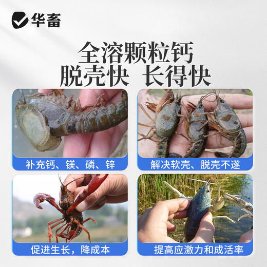华畜钙镁硬壳宝10kg 高含量全溶性颗粒钙 硬壳脱壳补钙促生长 商品图3