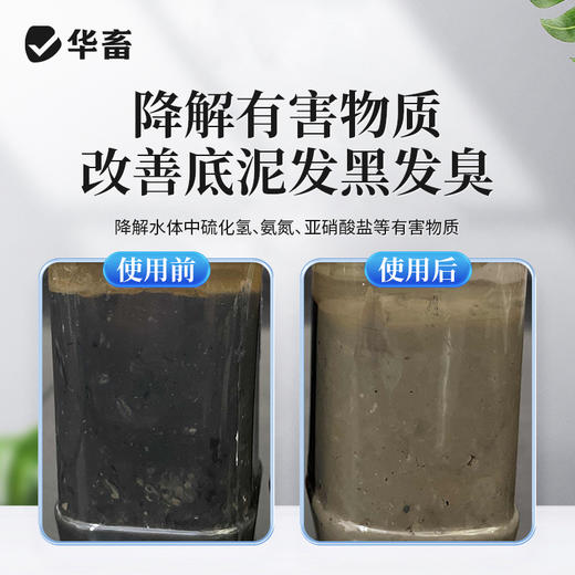 华畜粪硫菌液水产养殖鱼虾蟹塘除臭降底热分解淤泥去硫改底不伤鱼 商品图2