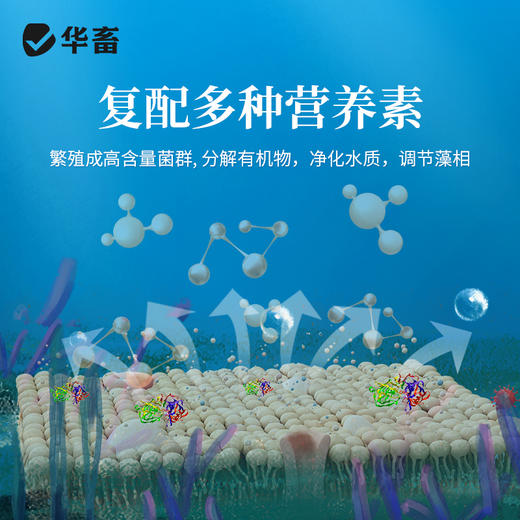 华畜复合芽孢杆菌500g  免红糖复合菌种净水调水 水产专用 商品图2