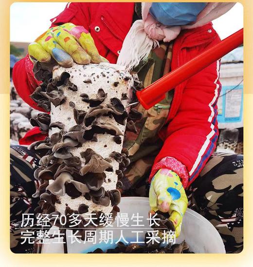 【东北头茬黑木耳】 250g/盒 黑木耳 商品图3
