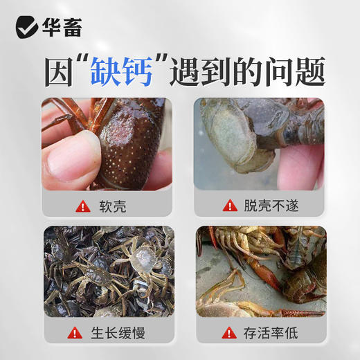 华畜钙镁硬壳宝10kg 高含量全溶性颗粒钙 硬壳脱壳补钙促生长 商品图1