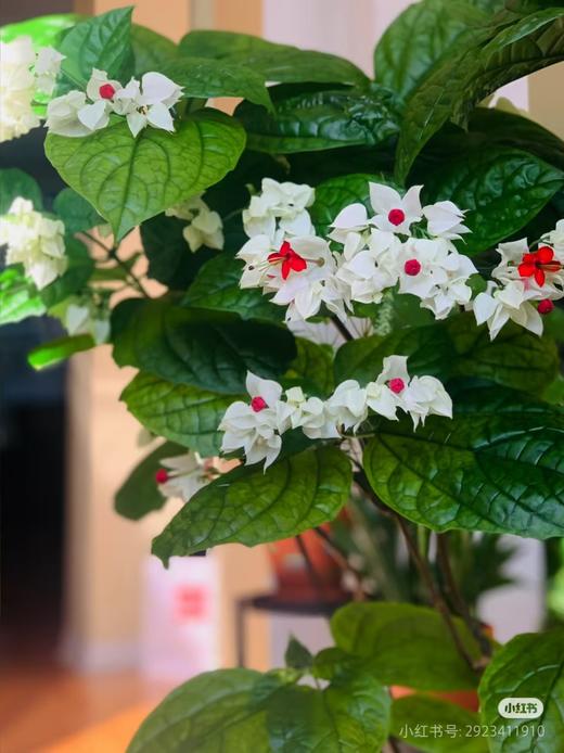 配花 | 龙吐珠 商品图0