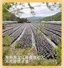 【东北头茬黑木耳】 250g/盒 黑木耳 商品缩略图2