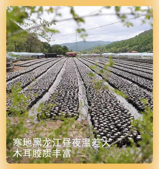 【东北头茬黑木耳】 250g/盒 黑木耳 商品图2