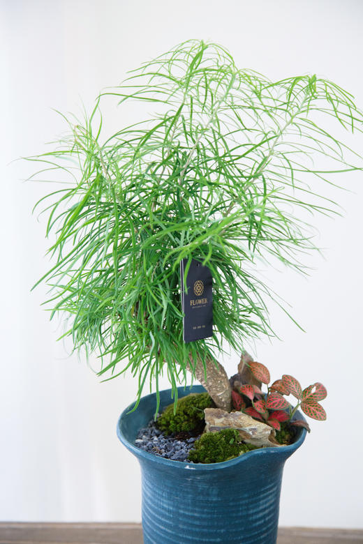 蓝盆金钱松 商品图1