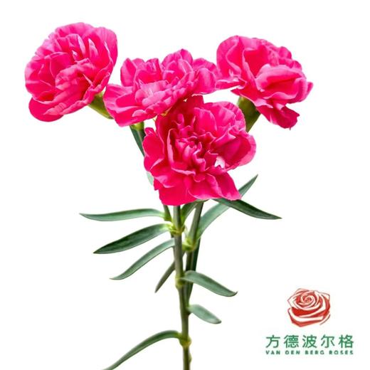 多头康乃馨 弗洛伊德 商品图1