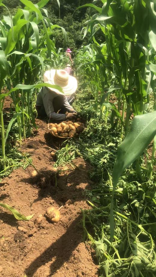 五峰有机蔬菜基地马尔科土豆 商品图1