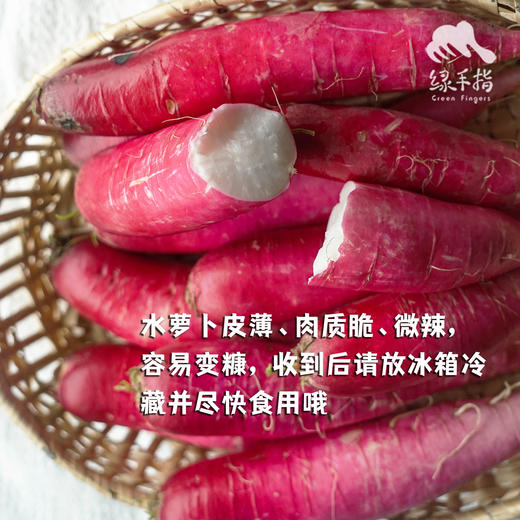 生态五叶水萝卜（送桔油洗碗皂） | 合作生产*Ecological radish | Partner Production 商品图2