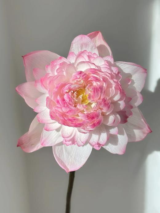 精品花材巨无霸墨红云雾仙子金苹果荷花合集 商品图4