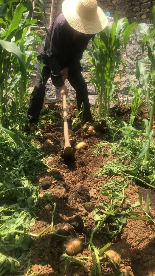 五峰有机蔬菜基地马尔科土豆 商品图0