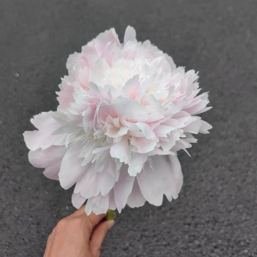 进口品种芍药花佩尔5支 商品图2