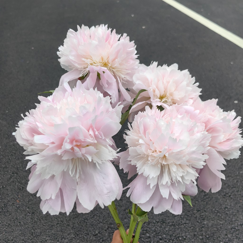 进口品种芍药花佩尔5支