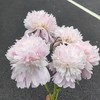 进口品种芍药花佩尔5支 商品缩略图0