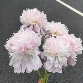 进口品种芍药花佩尔5支