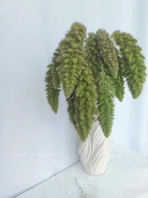 配花配草熊尾草一扎 商品图1