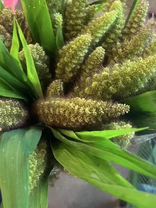 配花配草熊尾草一扎 商品图4