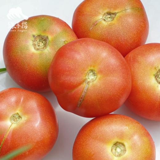 生态河南西红柿 | 合作生产*Eco- tomato | Coprodution 商品图5