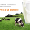 风行鲜博士3.6g时鲜牛乳300ml 商品缩略图4