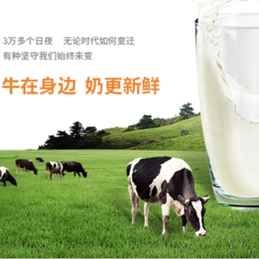 风行鲜博士3.6g时鲜牛乳300ml 商品图4