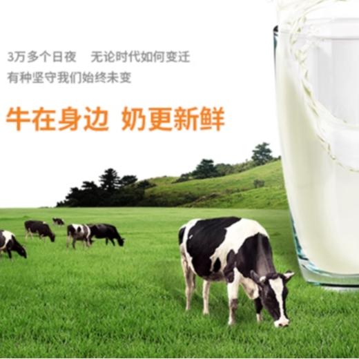 风行纯牛奶200ml/盒 商品图5