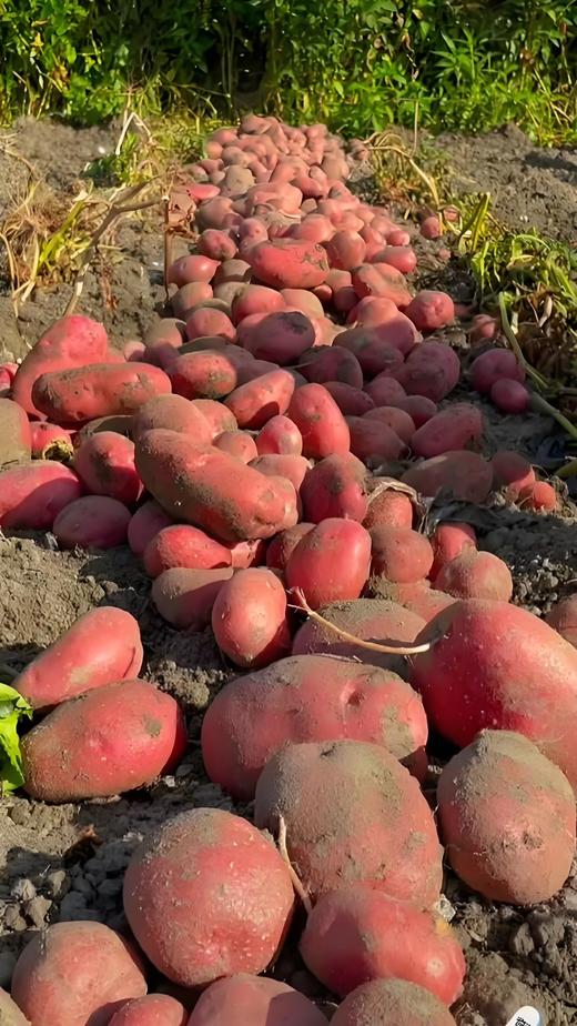 鲜如初见系列【花花币可换购】-HPTD 商品图2